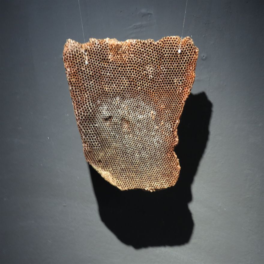 Home / 2019/ ca 36cm x 30cm / Bees honeycomb from a top bar hive / Project Room
